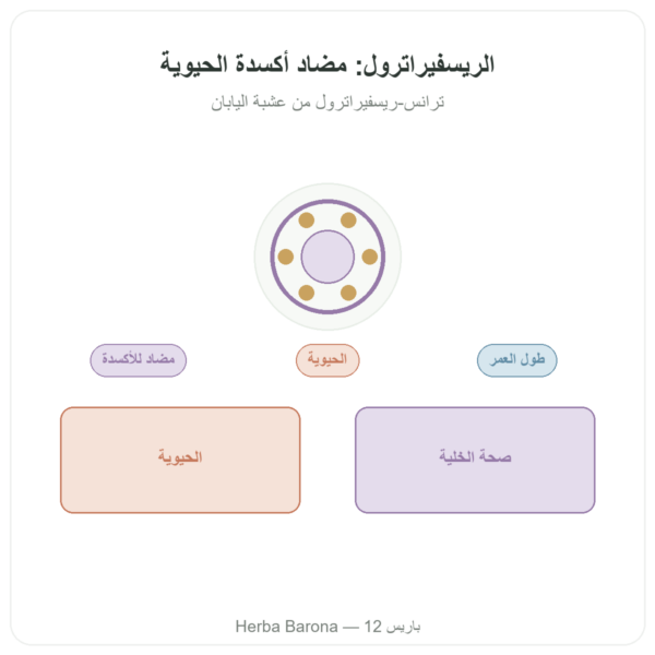 ريسفيراترول Resveratrol 300 mg 60 كبسولة DYNVEO عرض المنتج Paris Herba Barona