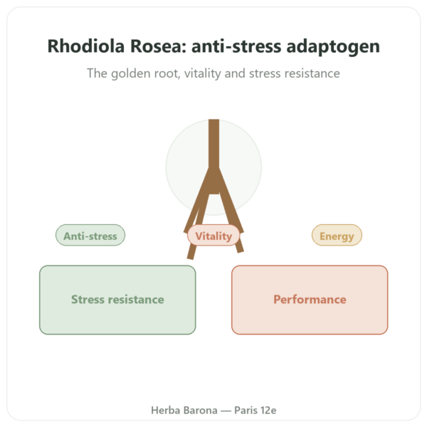 Rhodiola Rosea – Dynveo – 60 capsules – Adaptogen presentation Paris Herba Barona