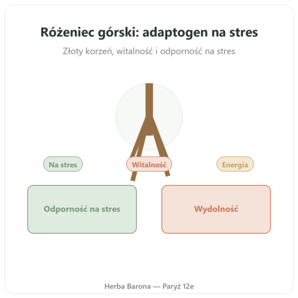 Rhodiola Rosea – Dynveo – 60 kapsułek – Adaptogen prezentacja Paris Herba Barona