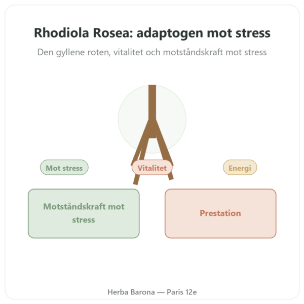 Rhodiola Rosea – Dynveo – 60 kapslar – Adaptogen presentation Paris Herba Barona