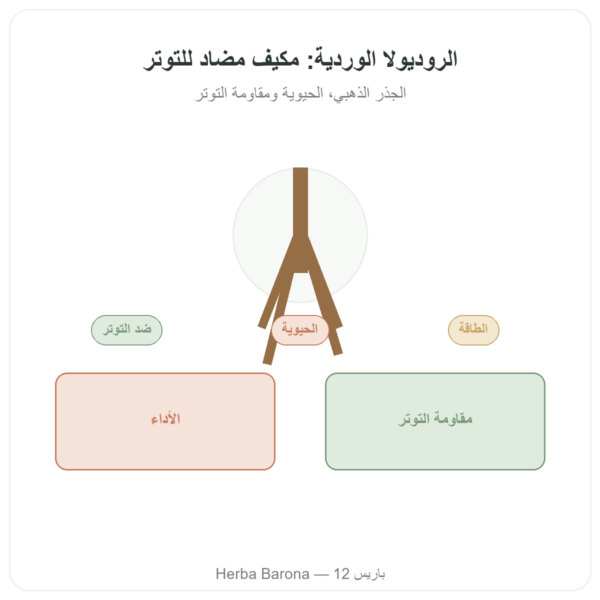 روديولا الوردية – Dynveo – 60 كبسولة – أدابتوجين عرض المنتج Paris Herba Barona