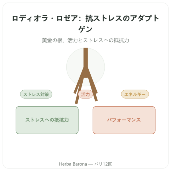 ロディオラ・ロゼア – Dynveo – 60カプセル – アダプトゲン presentation Paris Herba Barona