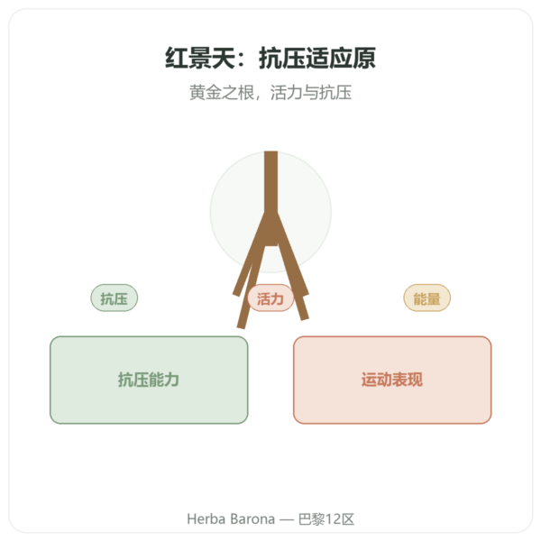 红景天 Rhodiola Rosea – Dynveo – 60 粒 – 适应原 产品展示 Paris Herba Barona