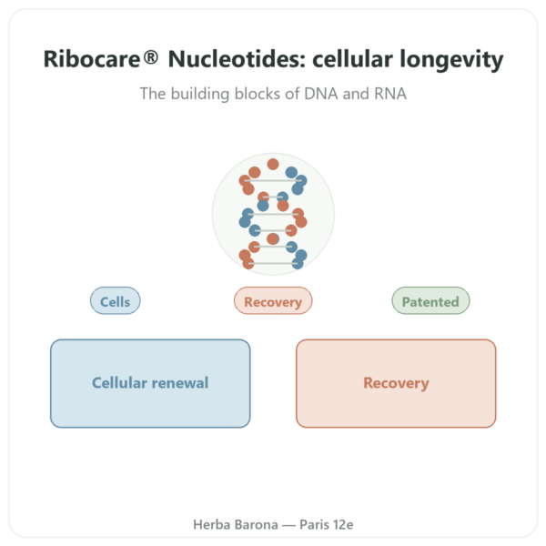 Ribocare® Nucleotides 600 mg – Dynveo – 60 Capsules presentation Paris Herba Barona