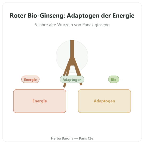 Roter Ginseng Bio 20 % Ginsenoside – Dynveo – 200 mg – 60 Kapseln Vorstellung Paris Herba Barona