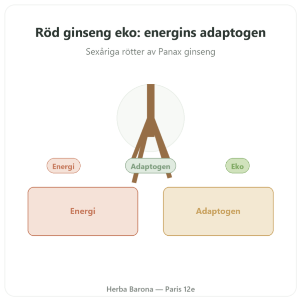 Ekologiskt Rött Ginseng – Dynveo – 20% ginsenosider – 200 mg – 60 kapslar presentation Paris Herba Barona