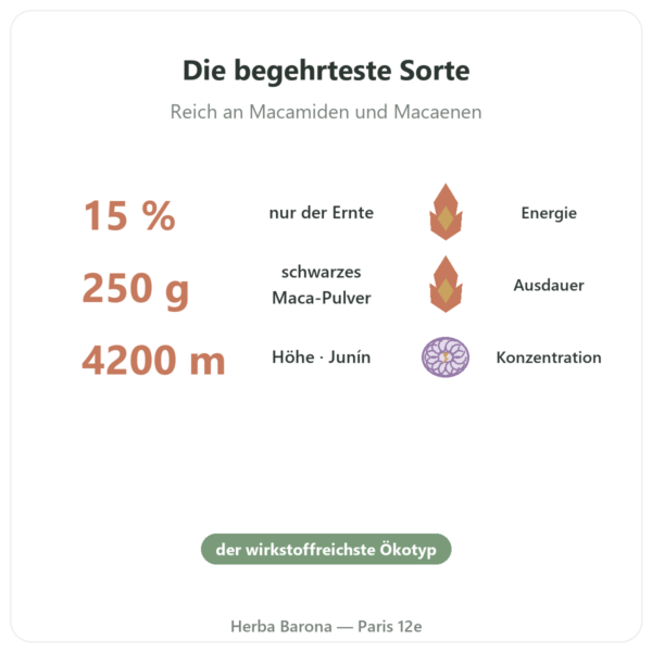 Schwarzes Bio-Maca-Pulver Pederoso – Saldac – 250 g Vorteile und Fakten Paris Herba Barona