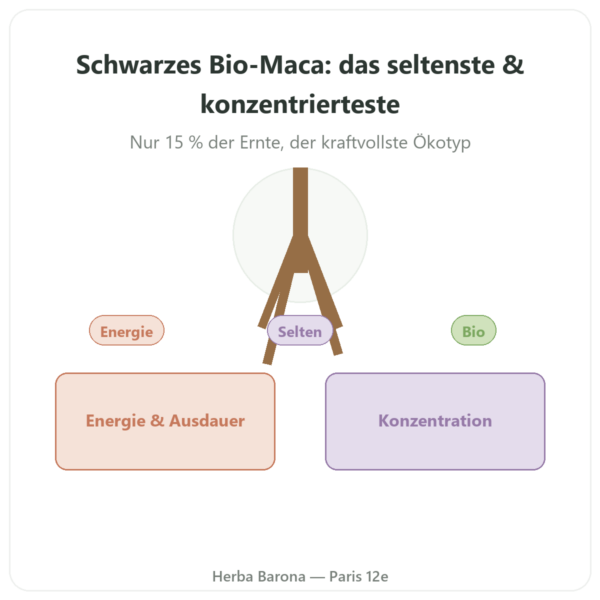 Schwarzes Bio-Maca-Pulver Pederoso – Saldac – 250 g Vorstellung Paris Herba Barona