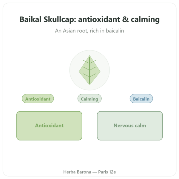 Scutellaria Baicalensis 500mg – Dynveo – 60 capsules presentation Paris Herba Barona