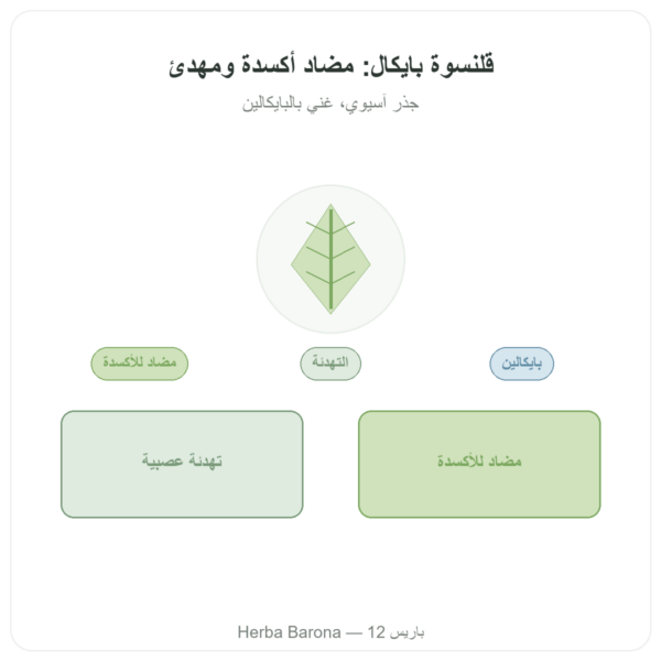 سكوتيلاريا بايكالنسيس 500mg – Dynveo – 60 كبسولة عرض المنتج Paris Herba Barona