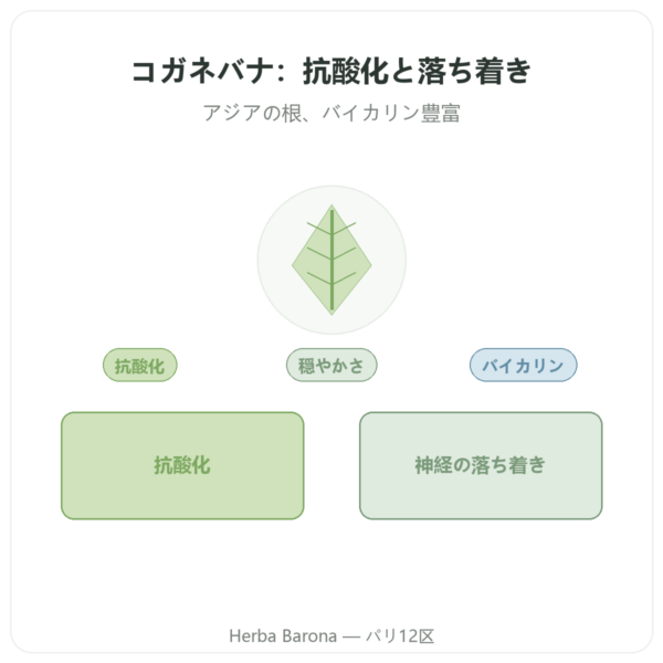 Scutellaria Baicalensis 500mg – Dynveo – 60カプセル presentation Paris Herba Barona