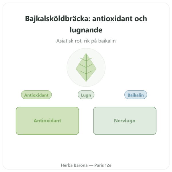 Scutellaria Baicalensis 500 mg – Dynveo – 60 kapslar presentation Paris Herba Barona