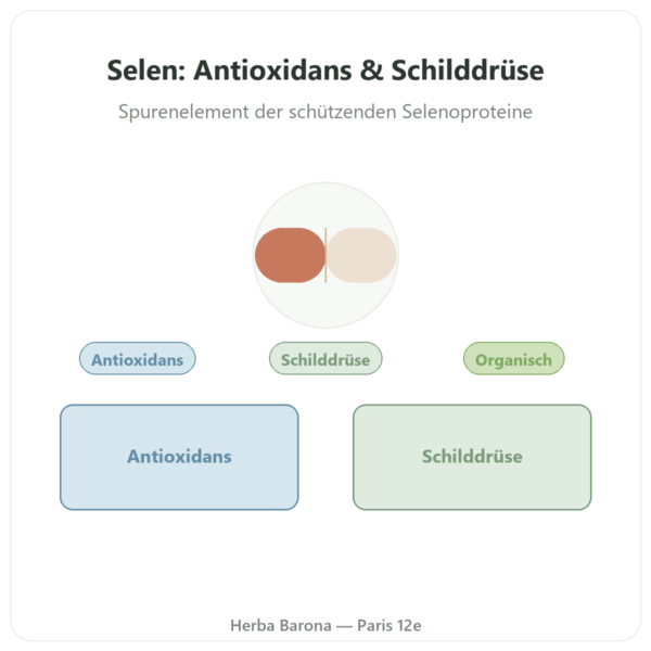 Selen L-Selenmethionin – Dynveo – 60 Kapseln Vorstellung Paris Herba Barona