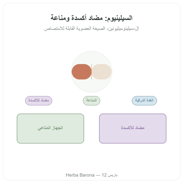 سيلينيوم 100 ميكروغرام – NOW Foods – 100 قرص عرض المنتج Paris Herba Barona