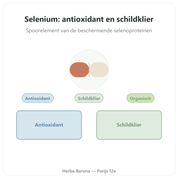 Selenium – Dynveo – 60 capsules presentatie Paris Herba Barona