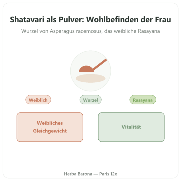 Shatavari Pulver – Ayur-vana – 150 g Vorstellung Paris Herba Barona