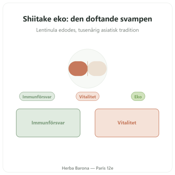 Shiitake eko – Dynveo – 60 kapslar presentation Paris Herba Barona