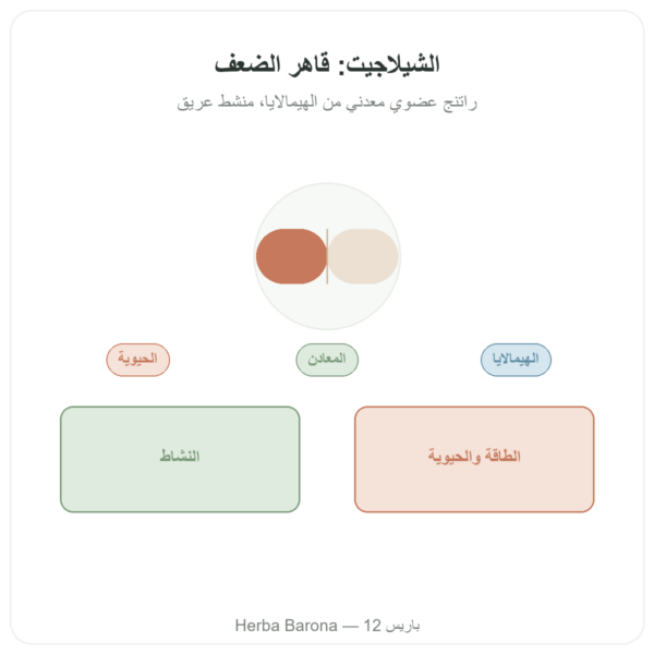 شيلاجيت كبسولات – Ayur-vana – 60 كبسولة عرض المنتج Paris Herba Barona