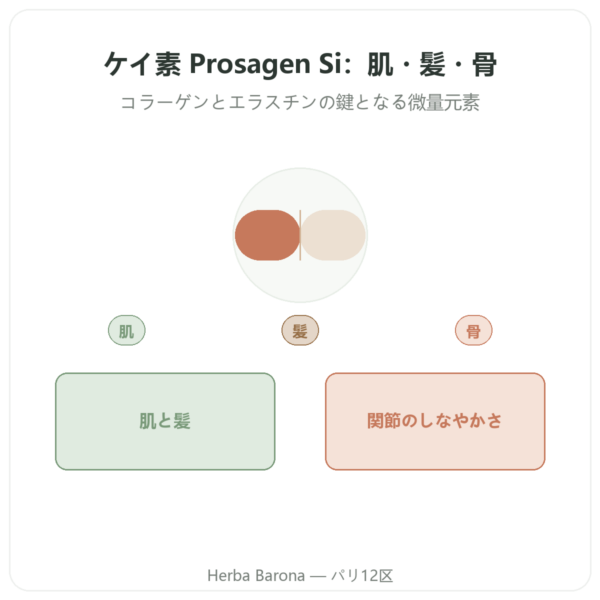 シリカ Prosagen Si Dynveo 60カプセル presentation Paris Herba Barona