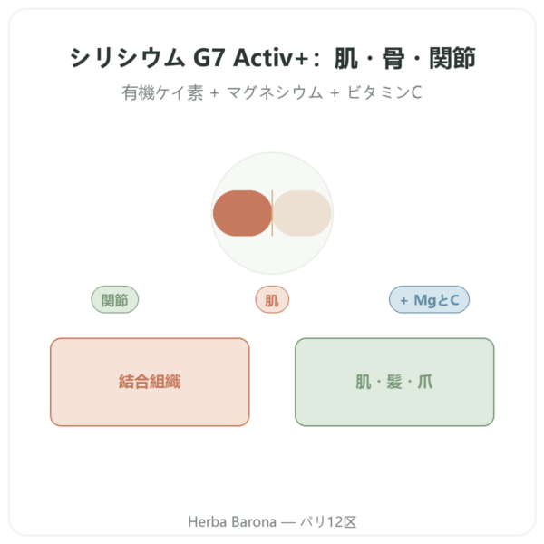 Silicium G7 Activ+ – 60カプセル – Silicium Laboratories presentation Paris Herba Barona