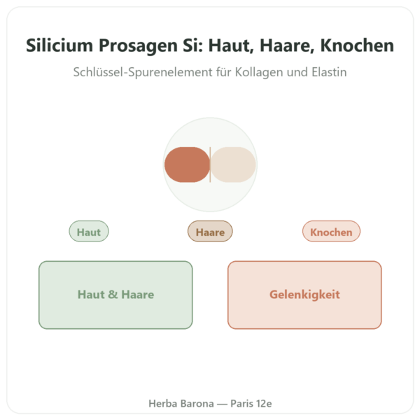 Silizium Prosagen Si® – Dynveo – 60 Kapseln Vorstellung Paris Herba Barona
