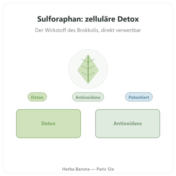 Sulforaphan Brokkoli-Extrakt Sulfodyne® – Dynveo – 60 Kapseln Vorstellung Paris Herba Barona