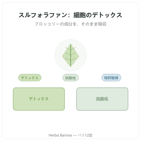 スルフォラファン – ブロッコリー抽出物 – Dynveo – 100 mg presentation Paris Herba Barona