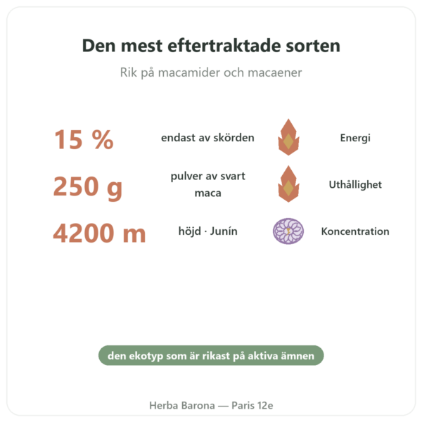 Svart Maca Bio pulver Pederoso – Saldac – 250 g fördelar och nyckelfakta Paris Herba Barona