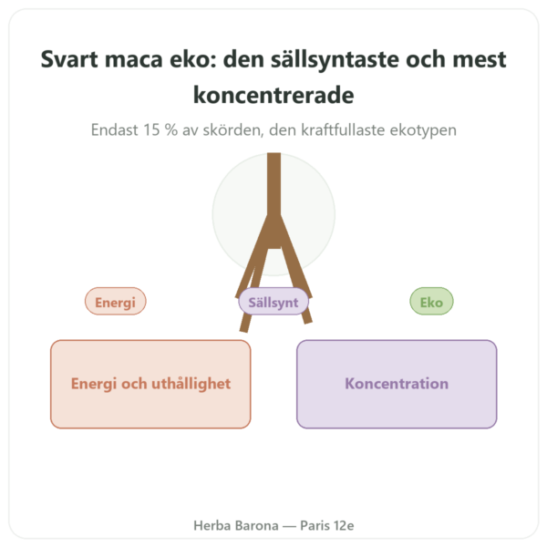 Svart Maca Bio pulver Pederoso – Saldac – 250 g presentation Paris Herba Barona
