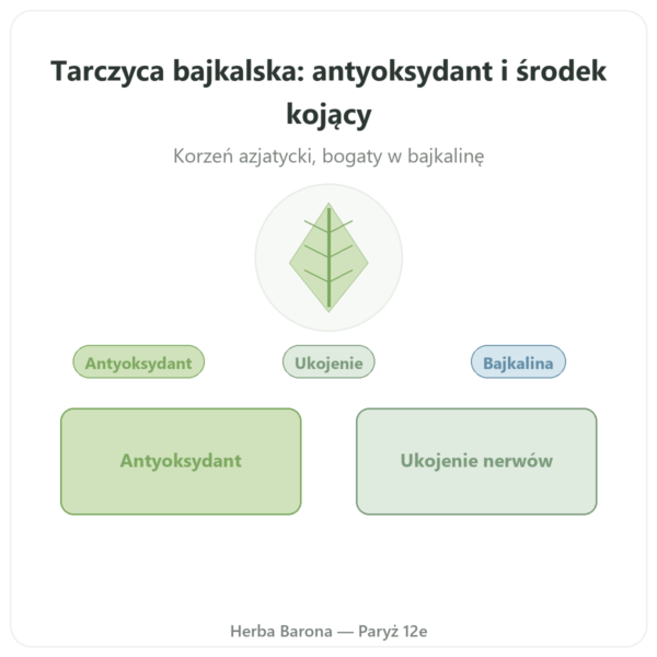 Tarczyca Bajkalska 500mg – Dynveo – 60 kaps. prezentacja Paris Herba Barona