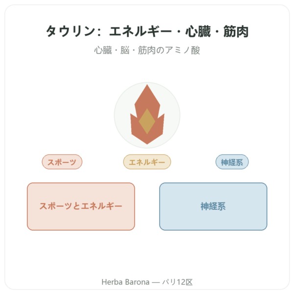 タウリン – Dynveo – 60カプセル presentation Paris Herba Barona