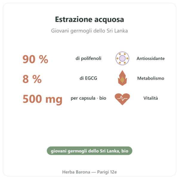 Tè Verde bio – 60 capsule 500 mg 90% polifenoli – Dynveo benefici e dati chiave Paris Herba Barona