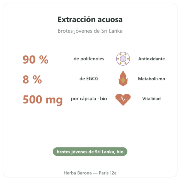 Té Verde BIO – 60 cápsulas 500 mg 90% polifenoles – Dynveo beneficios y datos clave Paris Herba Barona