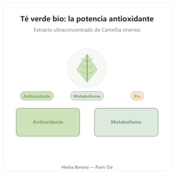 Té Verde BIO – 60 cápsulas 500 mg 90% polifenoles – Dynveo presentación Paris Herba Barona