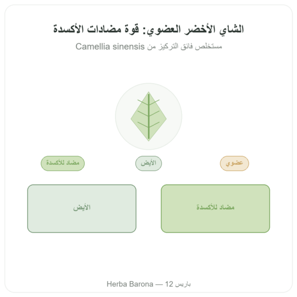 شاي أخضر عضوي – 60 كبسولة 500 مغ 90% بوليفينول – Dynveo عرض المنتج Paris Herba Barona