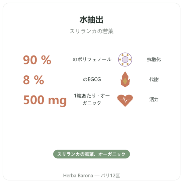 緑茶オーガニック – 60カプセル 500 mg ポリフェノール90% – Dynveo benefits and key facts Paris Herba Barona