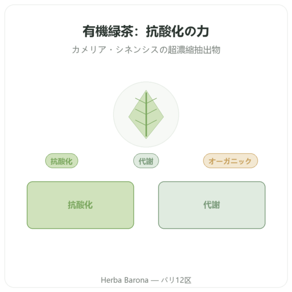 緑茶オーガニック – 60カプセル 500 mg ポリフェノール90% – Dynveo presentation Paris Herba Barona