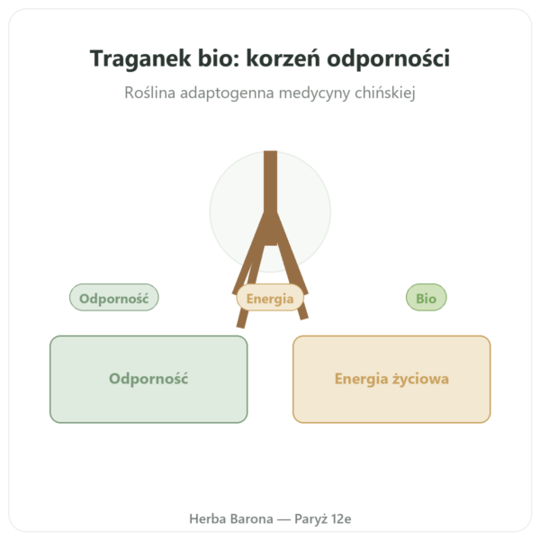 Traganek – Qualidiet – 50% polisacharydów – 60 kapsułek prezentacja Paris Herba Barona