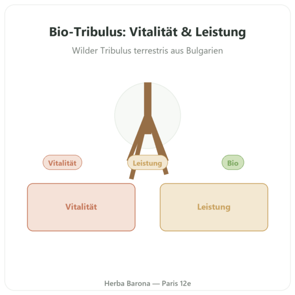 Tribulus terrestris Bio VemoHerb® – Dynveo – 120 Kapseln Vorstellung Paris Herba Barona