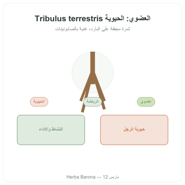 تريبولوس تريستريس عضوي مطحون 200 غ – Premium – Vegetopie عرض المنتج Paris Herba Barona
