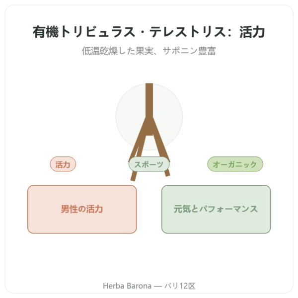 オーガニック トリビュラス・テレストリス パウダー 200g – Premium – Vegetopie presentation Paris Herba Barona