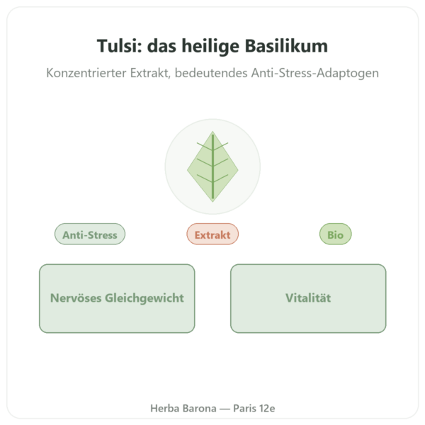 Tulsi Bio-Extrakt (Heiliges Basilikum) – 60 Kapseln – Ayur-vana Vorstellung Paris Herba Barona