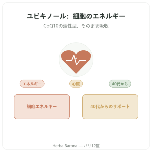 ユビキノール 100 mg CoQ10 – 60カプセル – Dynveo presentation Paris Herba Barona