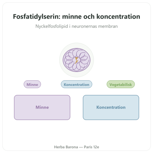Vegetabilisk Fosfatidylserin – Dynveo – 100 mg – 60 kapslar presentation Paris Herba Barona