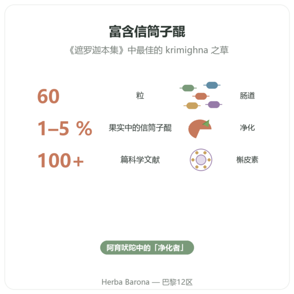 维丹加(Embelia ribes)Ayur-vana 60 粒胶囊 功效与数据 Paris Herba Barona