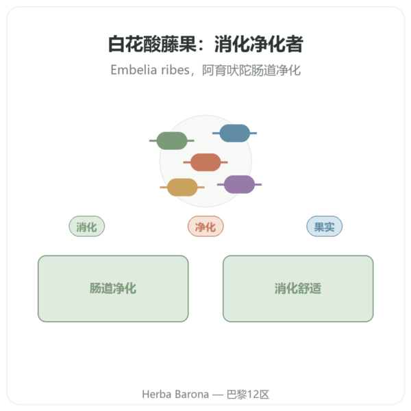 维丹加(Embelia ribes)Ayur-vana 60 粒胶囊 产品展示 Paris Herba Barona