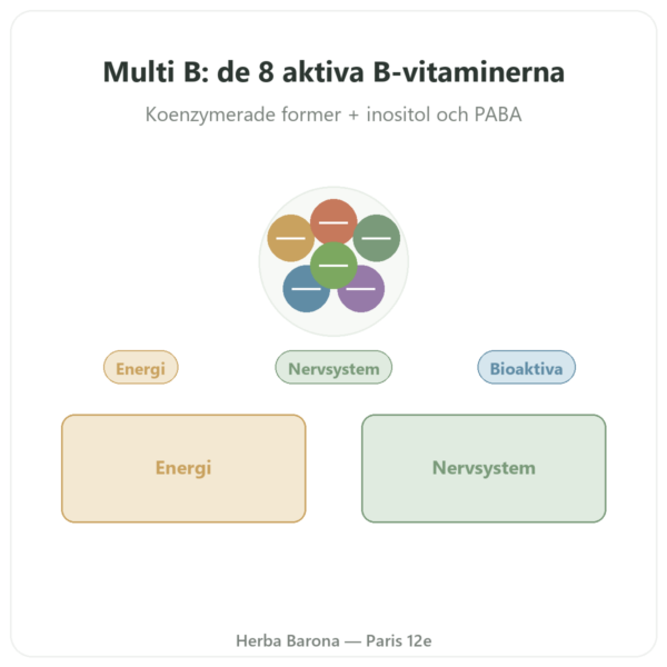 Vitamin B-komplex – Multi B – 60 kapslar – Dynveo presentation Paris Herba Barona