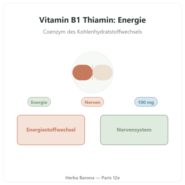 Vitamin B1 Thiamin – Now Foods – 100 mg – 100 Tabletten Vorstellung Paris Herba Barona