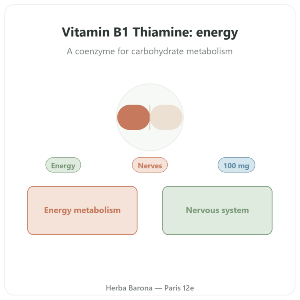 Vitamin B1 Thiamine - Now Foods - 100mg - 100 Tablets presentation Paris Herba Barona