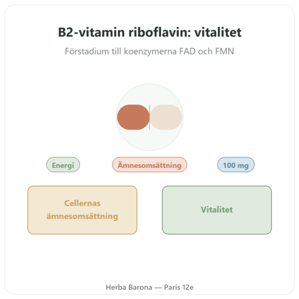 Vitamin B2 Riboflavin Now Foods 100 mg 100 kapslar presentation Paris Herba Barona